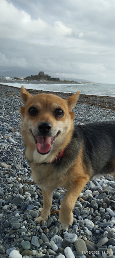 Pensioni per cani e dog hotel a Bau Miao Ciao Di Oliva Lucia