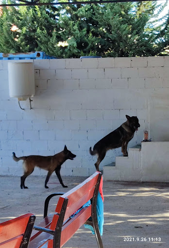Adiestramiento Canino En Murcia Latana
