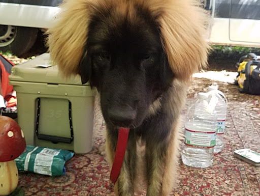 Festival «Spirit of the Suwannee Music Park», reviews and photos, 3076 95th Dr, Live Oak, FL 32060, USA