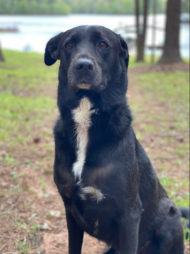 Insurance Agency «State Farm: Trey Rhodes III», reviews and photos