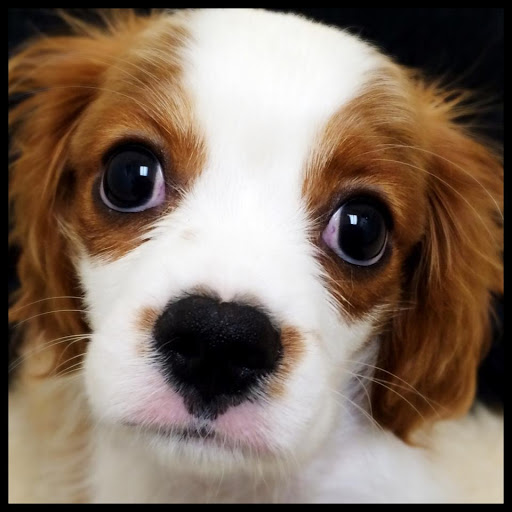 Pet Store «Animal Kingdom», reviews and photos, 5000 S Arizona Mills Cir, Tempe, AZ 85282, USA