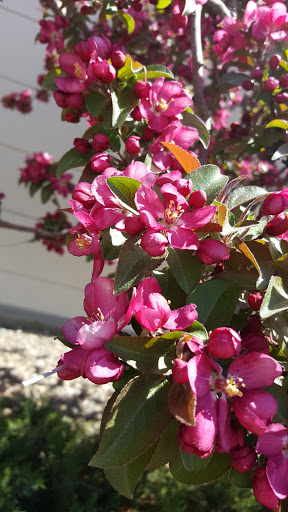 Grocery Store «Safeway», reviews and photos, 1701 Jackson St., Golden, CO 80401, USA