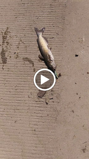 Dollar Store «FAMILY DOLLAR», reviews and photos, 725 E 2nd St, Muscatine, IA 52761, USA