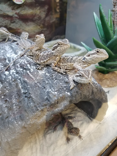 Pet Supply Store «Petco Animal Supplies», reviews and photos, 6137 Mid Rivers Mall Dr, St Charles, MO 63304, USA