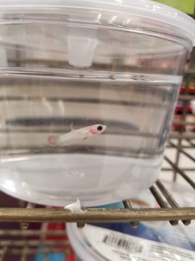 Pet Supply Store «Petco Animal Supplies», reviews and photos, 777 Stillwater Ave, Bangor, ME 04401, USA