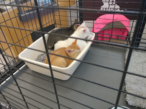 Pet Supply Store «Petco Animal Supplies», reviews and photos, 1100 Middle Country Rd, Selden, NY 11784, USA