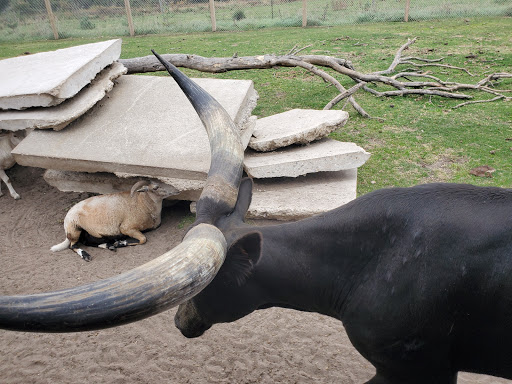 Zoo «Dutch Creek Farm Animal Park», reviews and photos, 6255 N 1000 W, Shipshewana, IN 46565, USA