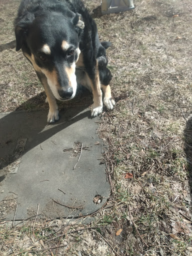 Movie Theater «The Logan Theatre», reviews and photos, 2646 N Milwaukee Ave, Chicago, IL 60647, USA