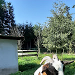 Photo n°14 de l'avis de Thomas.y fait le 07/09/2021 à 19:20 sur le  Gaststätte Pfauengarten à Stödtlen