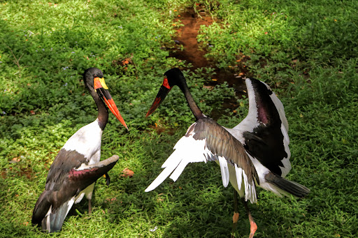 Zoo «Nashville Zoo at Grassmere», reviews and photos, 3777 Nolensville Pike, Nashville, TN 37211, USA