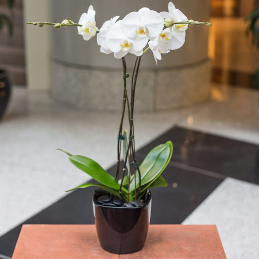 Florist «Louis Barry Florist», reviews and photos, 1 International Pl, Boston, MA 02110, USA