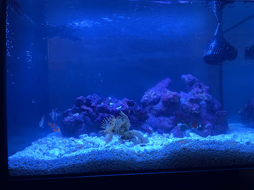 Pet Supply Store «PetSmart», reviews and photos, 98 Providence Hwy, East Walpole, MA 02032, USA