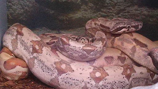 Pet Supply Store «Petco Animal Supplies», reviews and photos, 5975 20th St, Vero Beach, FL 32966, USA