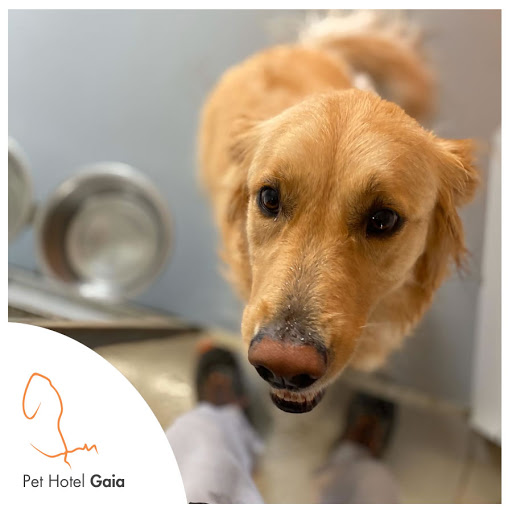 Lugares para comprar um golden retriever Oporto