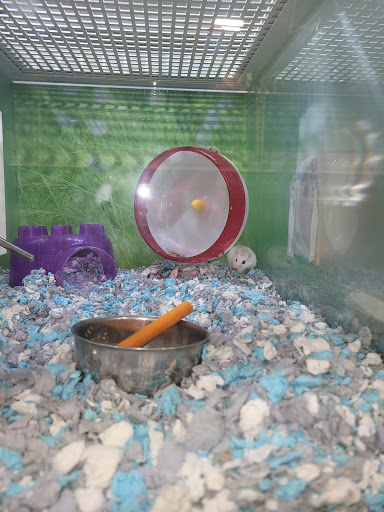 Pet Supply Store «PetSmart», reviews and photos, 15555 E 14th St, San Leandro, CA 94578, USA