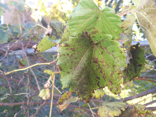 Asian Grocery Store «L & K Asian Market», reviews and photos, 1101 Hanover Ave, Allentown, PA 18109, USA