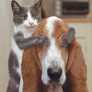 Petinn Veterinary Services, 9 Ashimowu street New Garage Gbagada, close to R-Jolad hospital Yaba Bariga, Gbagada, Lagos, Nigeria, Pet Supply Store, state Ogun