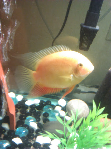 Aquarium «Tropical Treasures», reviews and photos, 3502 W Greenway Rd Suite 7, Phoenix, AZ 85053, USA