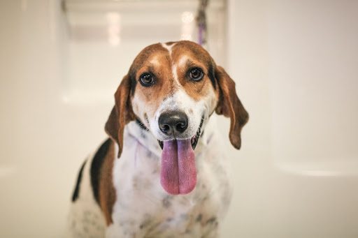 Pet Groomer «Pet-icure Pet Grooming & Supplies», reviews and photos, 89 Main St, Pepperell, MA 01463, USA