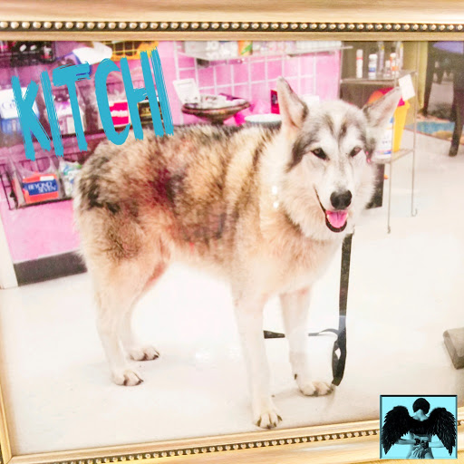 Novelty Store «Forbidden Fruit», reviews and photos, 108 N Loop Blvd E, Austin, TX 78751, USA