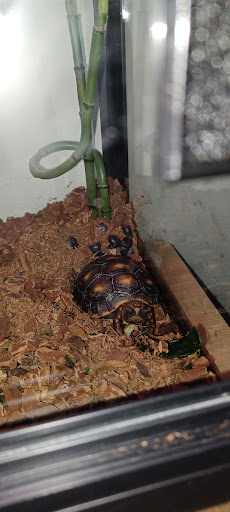 Pet Store «Feed Rite Pet Shop & Supply», reviews and photos, 11760 Belleville Rd, Belleville, MI 48111, USA