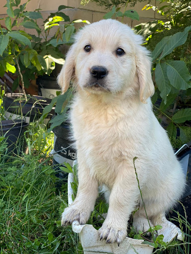 Clínica Veterinaria Canina y Felina en Torrelavega