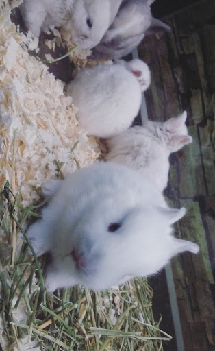 Pet Store «La Selva Pet Shop», reviews and photos, 3721 Tweedy Blvd, South Gate, CA 90280, USA