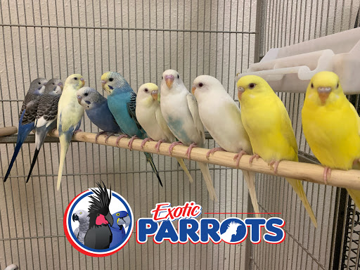 Exotic Parrots LLC