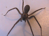 Pest & Rodent Control in Antelope - Photo 5 - Car repair in , Roseville