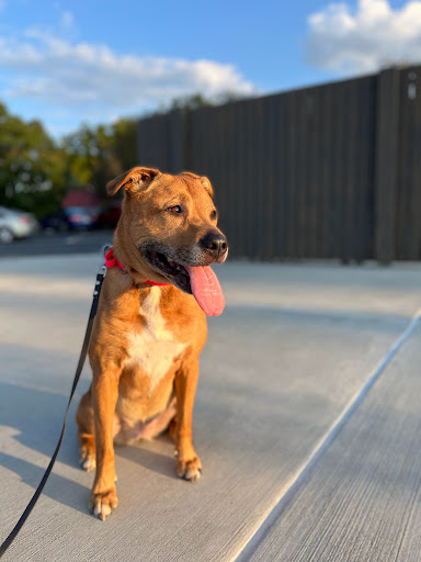 Dog Trainer «Off Leash K9 Training, Charlottesville», reviews and photos, 8782 Seminole Trail, Ruckersville, VA 22968, USA