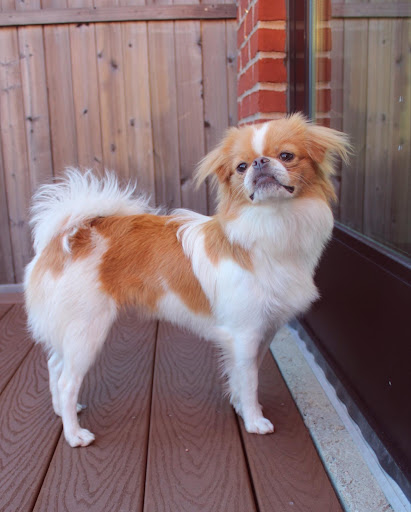 Pet Store «All Pets Club», reviews and photos, 1167 N Colony Rd, Wallingford, CT 06492, USA