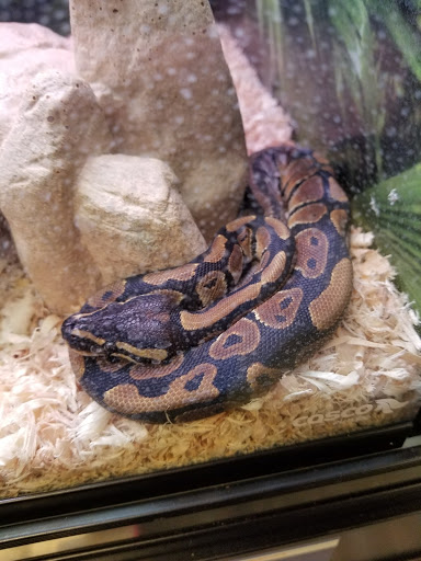 Pet Supply Store «PetSmart», reviews and photos, 16925 N Marketplace Blvd, Nampa, ID 83687, USA