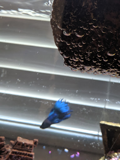 Pet Supply Store «Petco Animal Supplies», reviews and photos, 4600 Casey Blvd #100, Williamsburg, VA 23188, USA