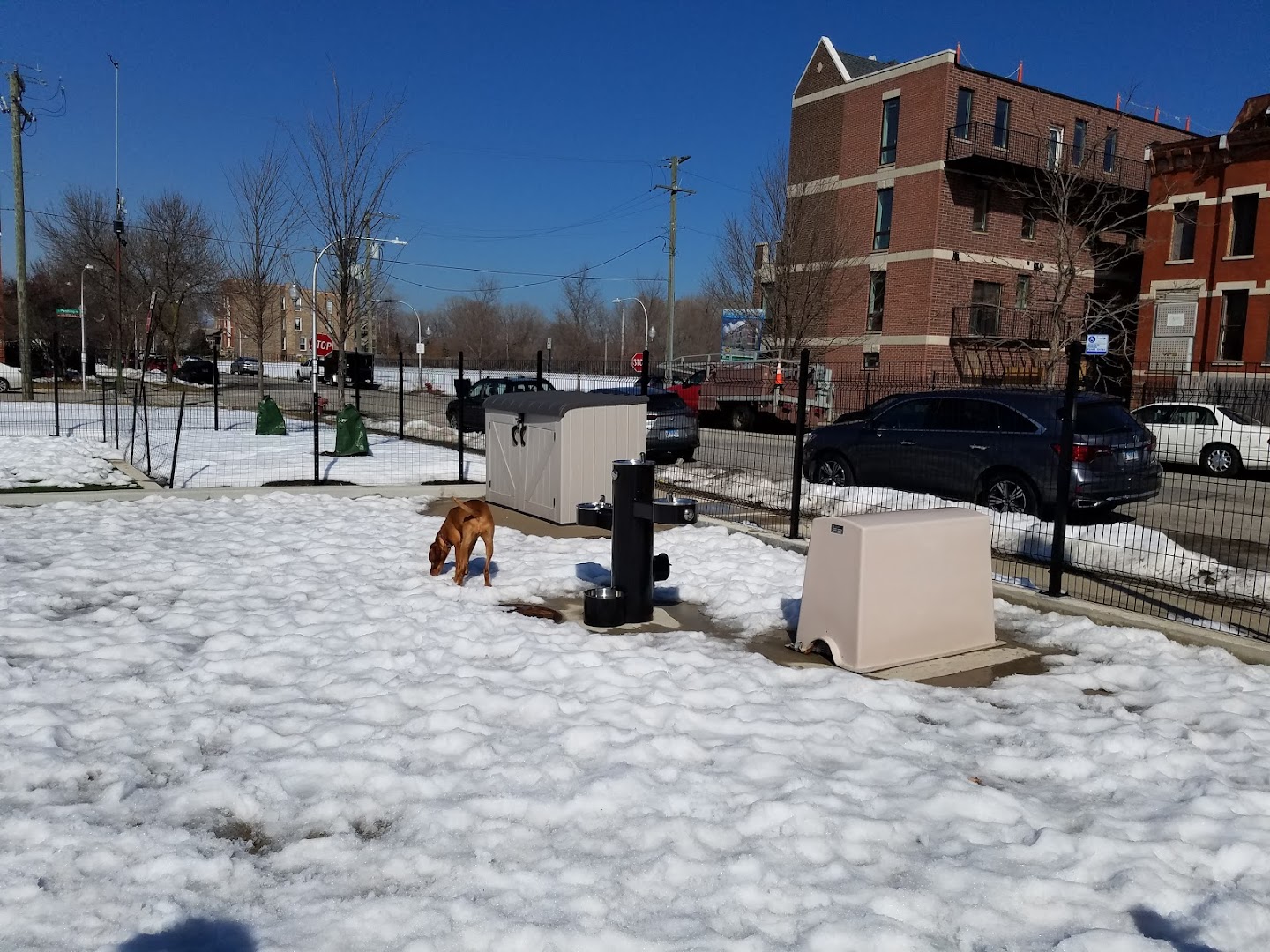 Bronzeville Dog Park #591