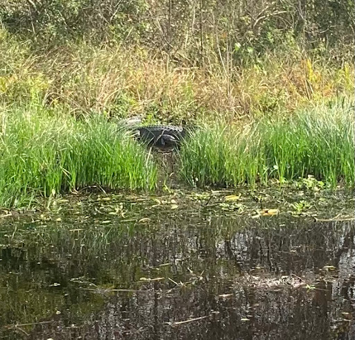 Boat Tour Agency «Alligators Unlimited Airboat Tours», reviews and photos, 14400 Reese Dr, Lake Wales, FL 33898, USA