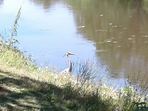 Park «Randol Mill Park», reviews and photos, 1901 W Randol Mill Rd, Arlington, TX 76012, USA