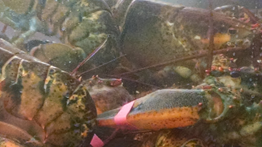 Grocery Store «Hannaford Supermarket», reviews and photos, 401 E Albany St, Herkimer, NY 13350, USA