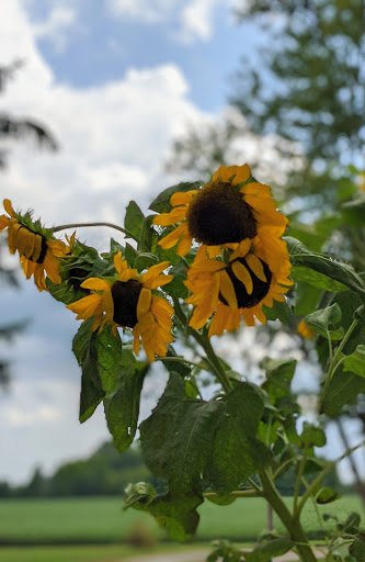 Winery «Shamrock Vineyard», reviews and photos, 111 Co Rd 25, Waldo, OH 43356, USA