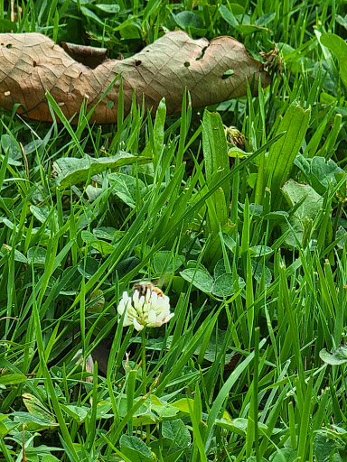 Dog Park «Brookdale Dog Park», reviews and photos, W Circuit Dr, Montclair, NJ 07043, USA