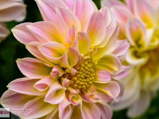 Florist «Flowers By Susan», reviews and photos, 130 SW Port St Lucie Blvd, Port St Lucie, FL 34984, USA