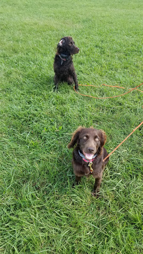 Dog Park «Beck Lake Off-Leash Dog Area», reviews and photos, 9700 Gloria Ct, Glenview, IL 60025, USA