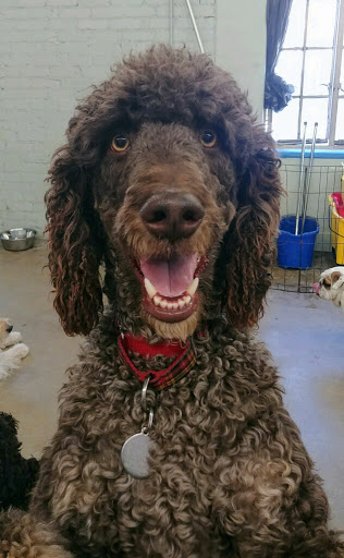 Dog Day Care Center «The Bowhaus Pet Company», reviews and photos, 2472 E Colorado Blvd, Pasadena, CA 91107, USA