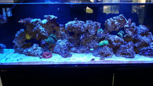 Tropical Fish Store «Ocean Blue Aquarium», reviews and photos, 2246 Aloma Ave, Winter Park, FL 32792, USA