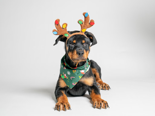 Pet Store «Petland Pembroke Pines», reviews and photos, 356 N University Dr, Pembroke Pines, FL 33024, USA