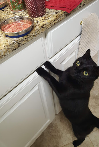 Pet Store «For Healthy Pets!», reviews and photos, 5165 Atlanta Hwy, Montgomery, AL 36109, USA