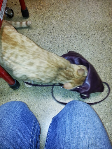 Pet Supply Store «PetSmart», reviews and photos, 181 Wilson Ave, Hanover, PA 17331, USA