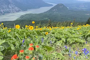 Dog Mountain Lookout image