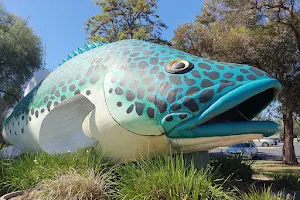 The Giant Murray Cod image