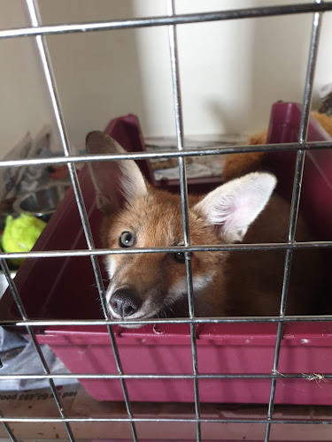 Reviews of RSPCA Oak and Furrows Wildlife Rescue Centre in Swindon - Hospital