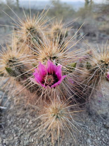 Park «South Mountain Park», reviews and photos, 10919 S Central Ave, Phoenix, AZ 85042, USA